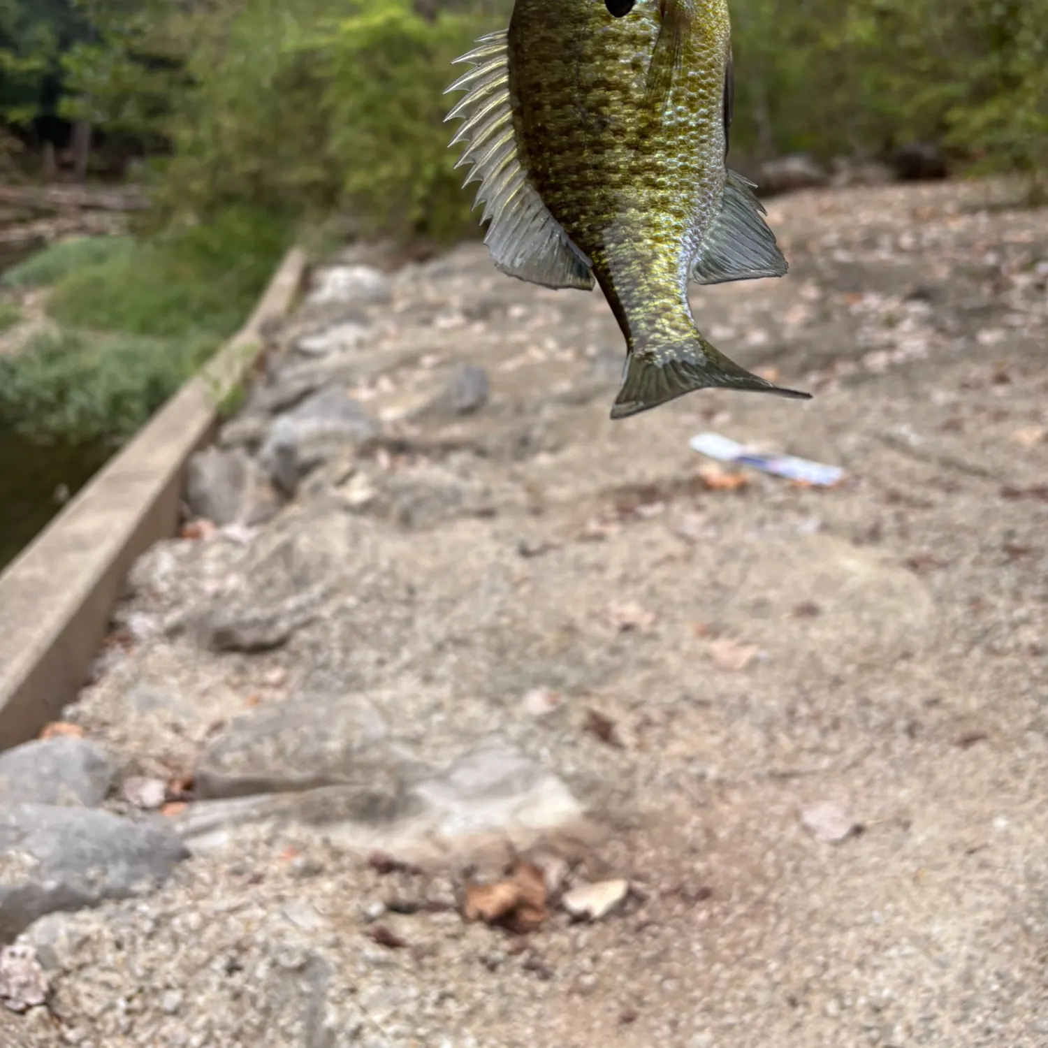 Bluegill caught on Fishbrain