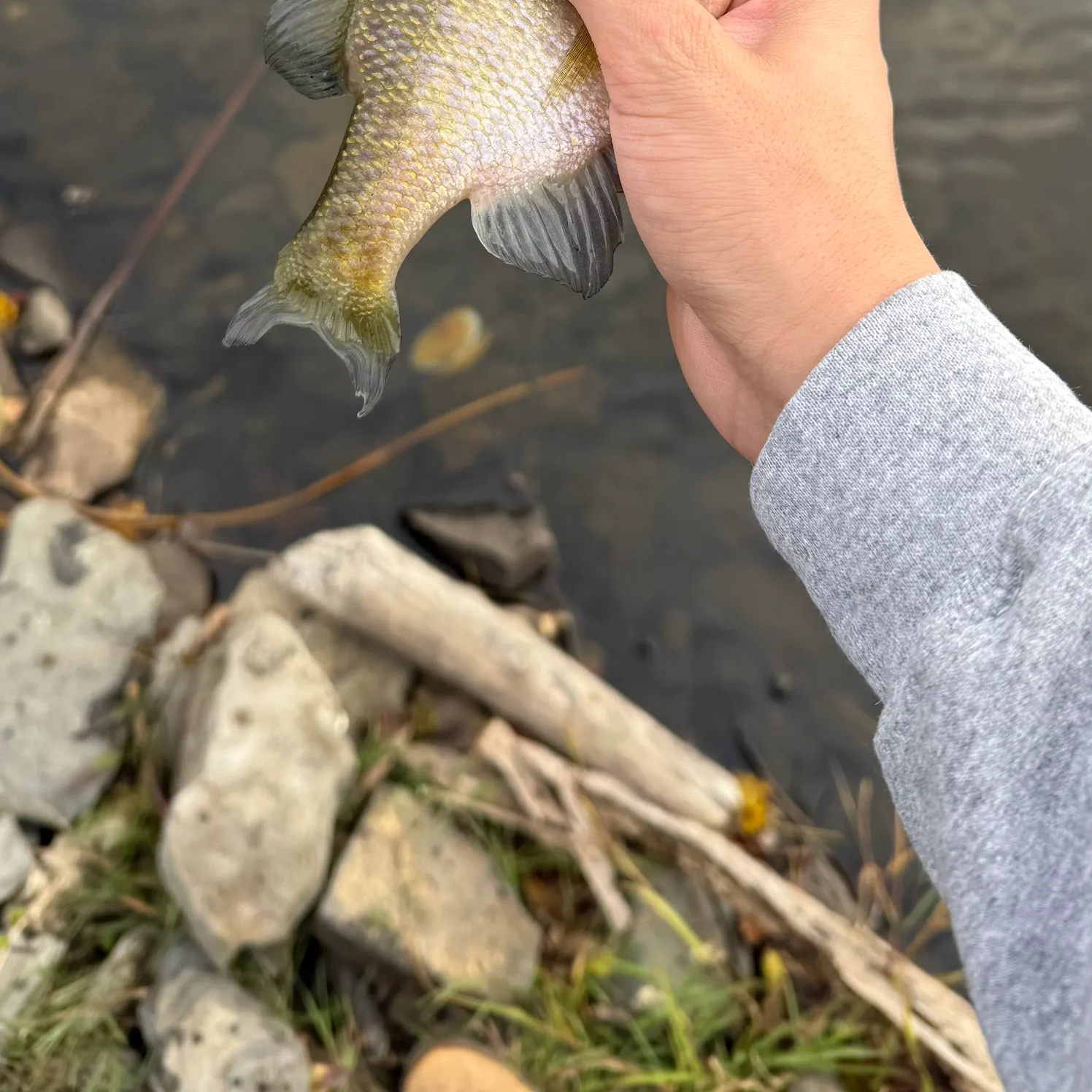 Bluegill caught on Fishbrain