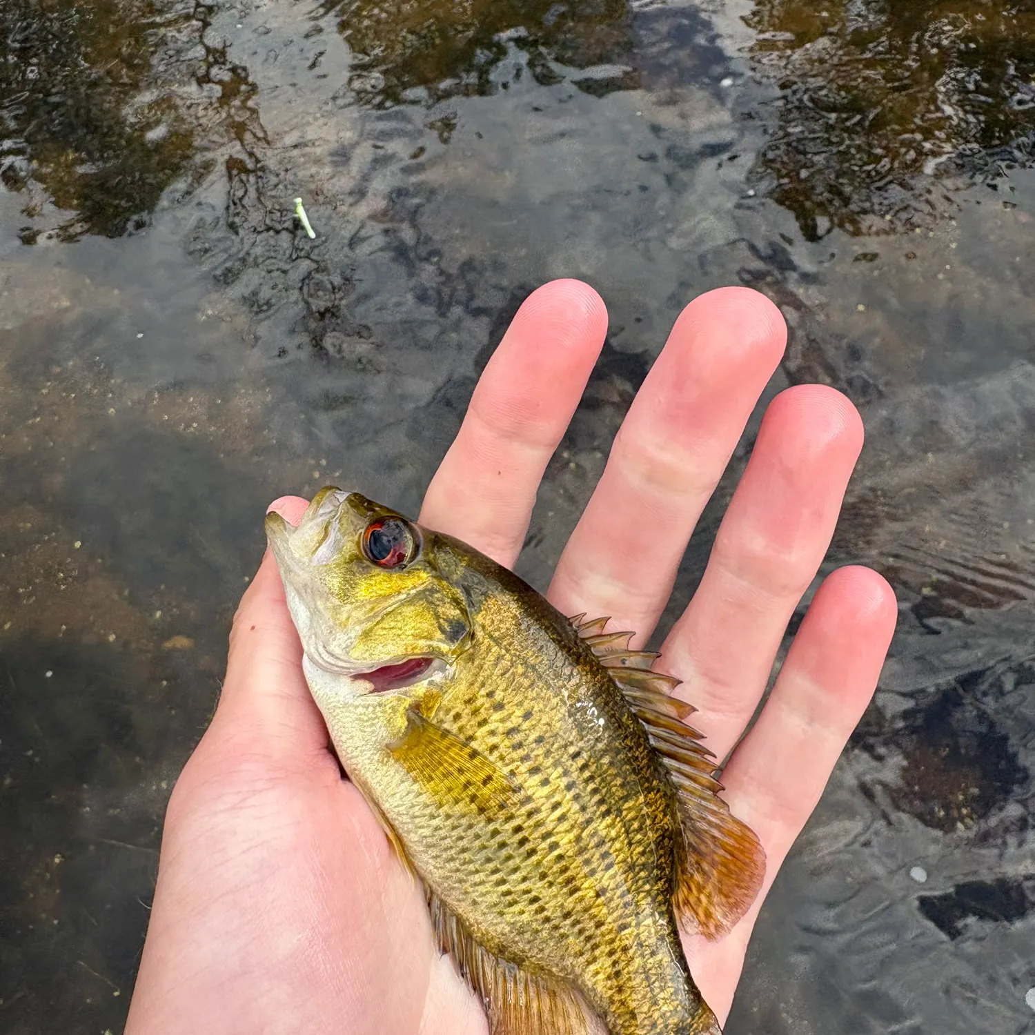 Rock bass caught on Fishbrain
