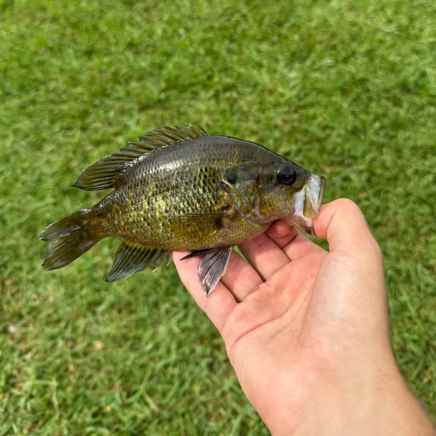 Warmouth caught on Fishbrain