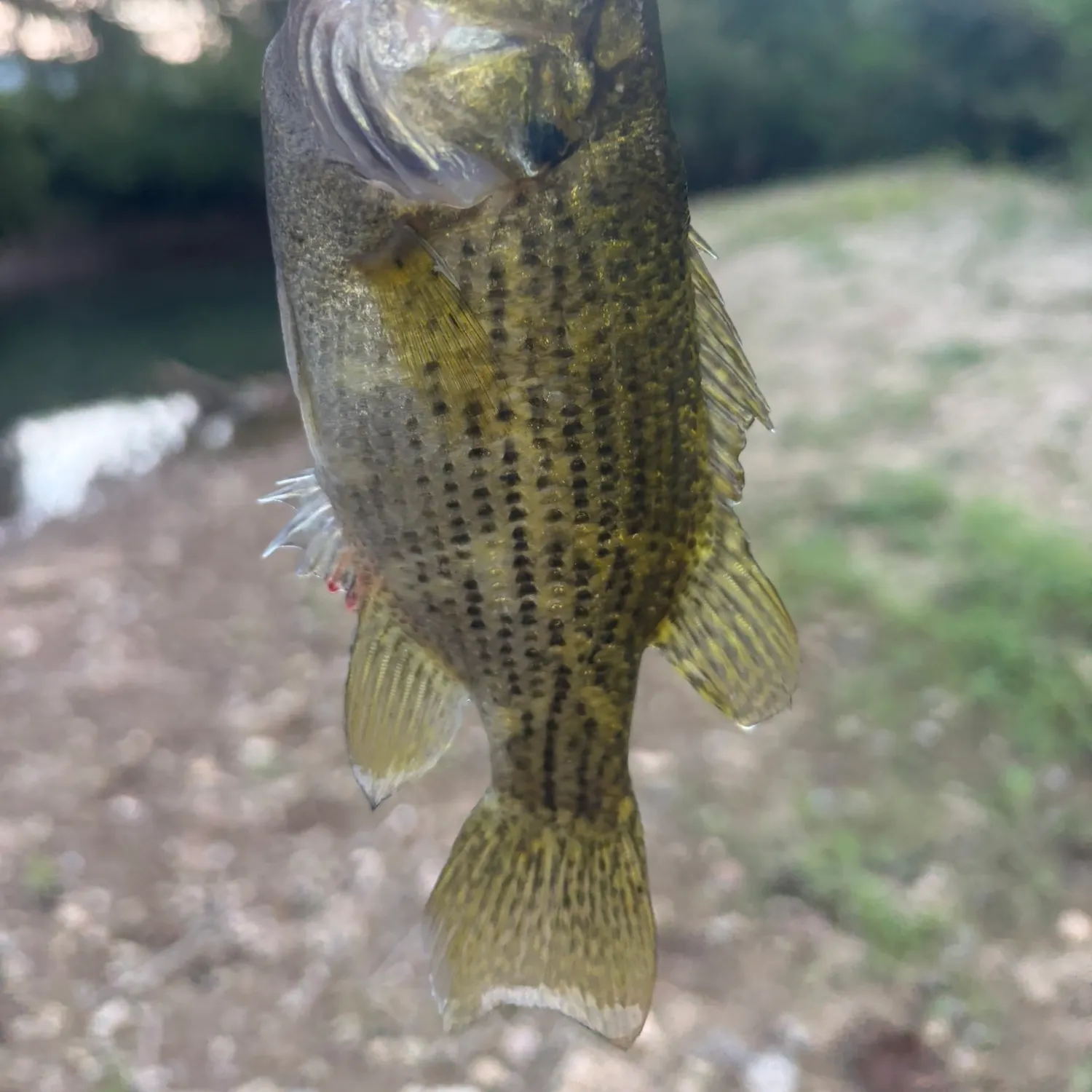 Rock bass caught on Fishbrain