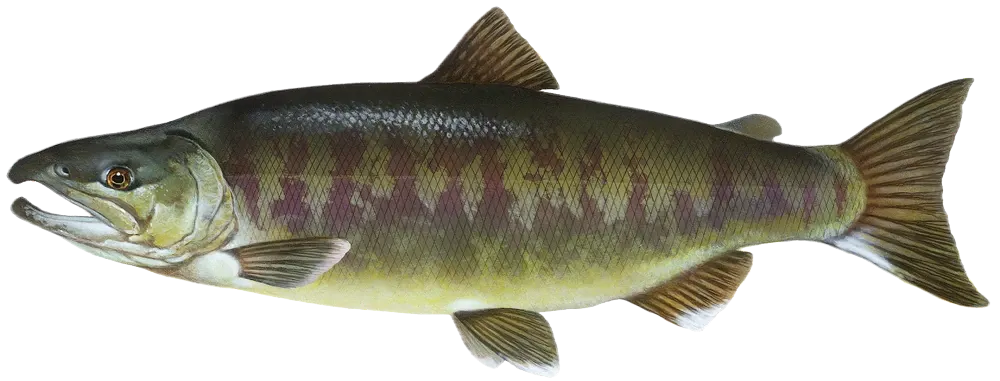 Chum salmon