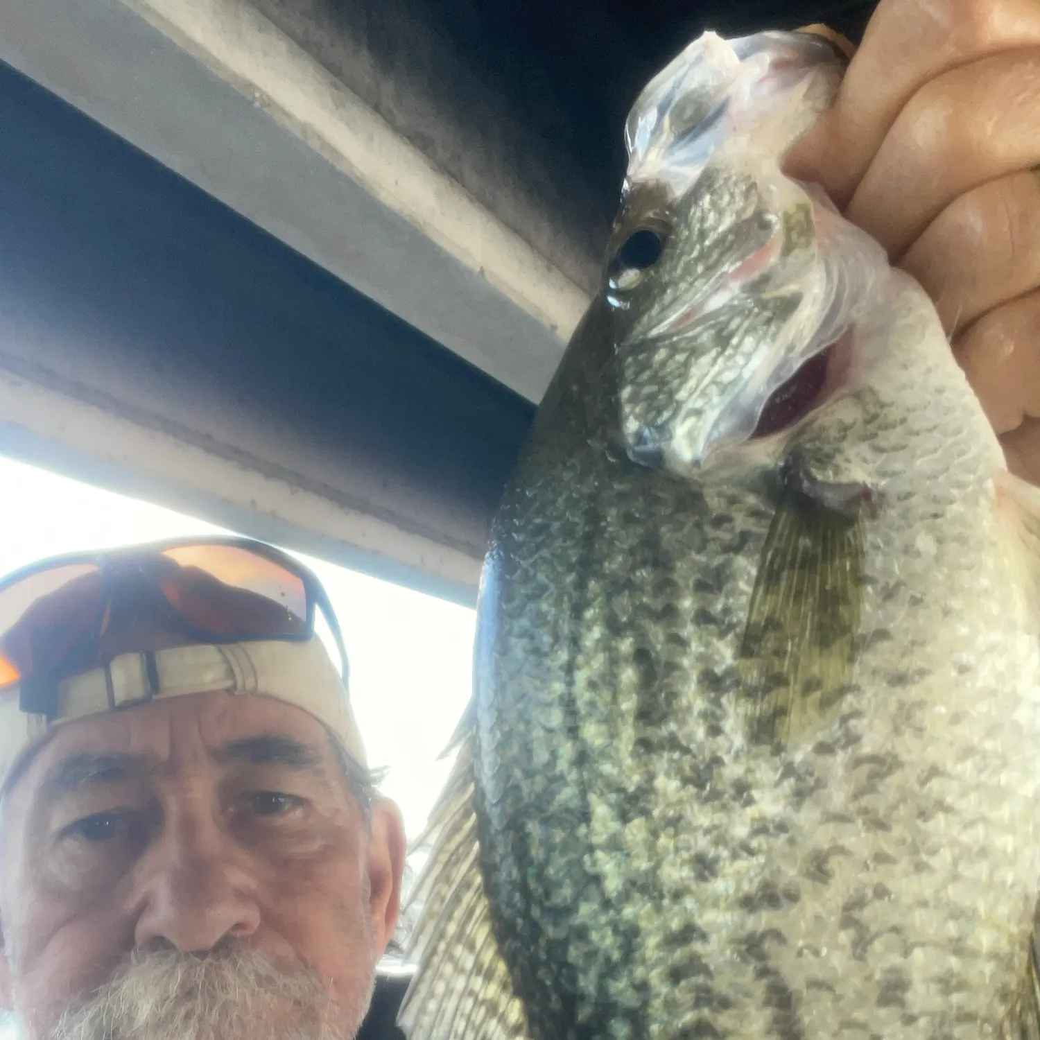 Black crappie caught on Fishbrain