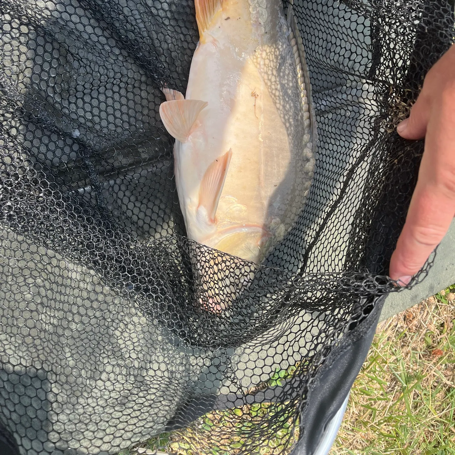 Mirror carp caught on Fishbrain