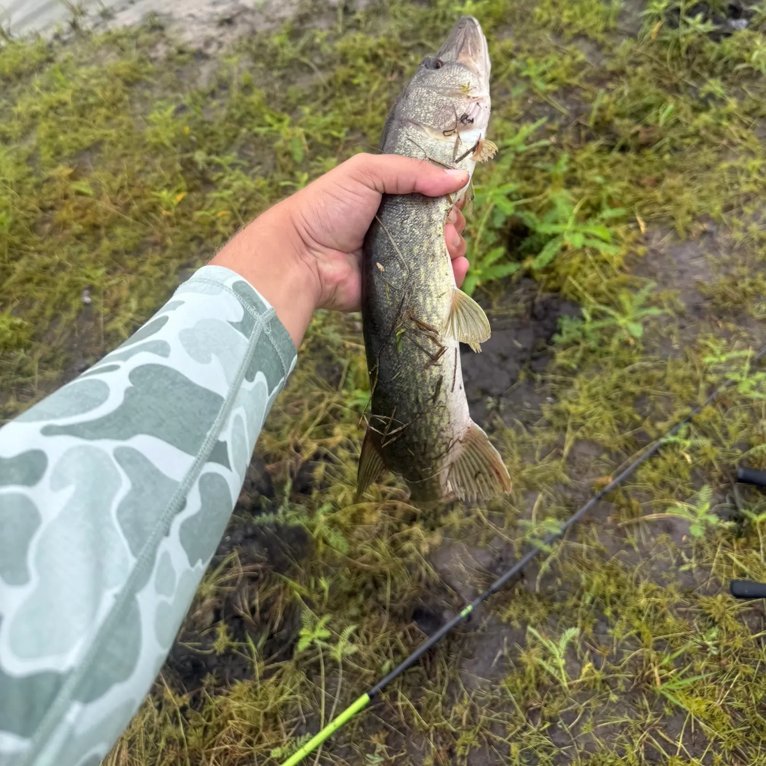 Chain pickerel caught on Fishbrain