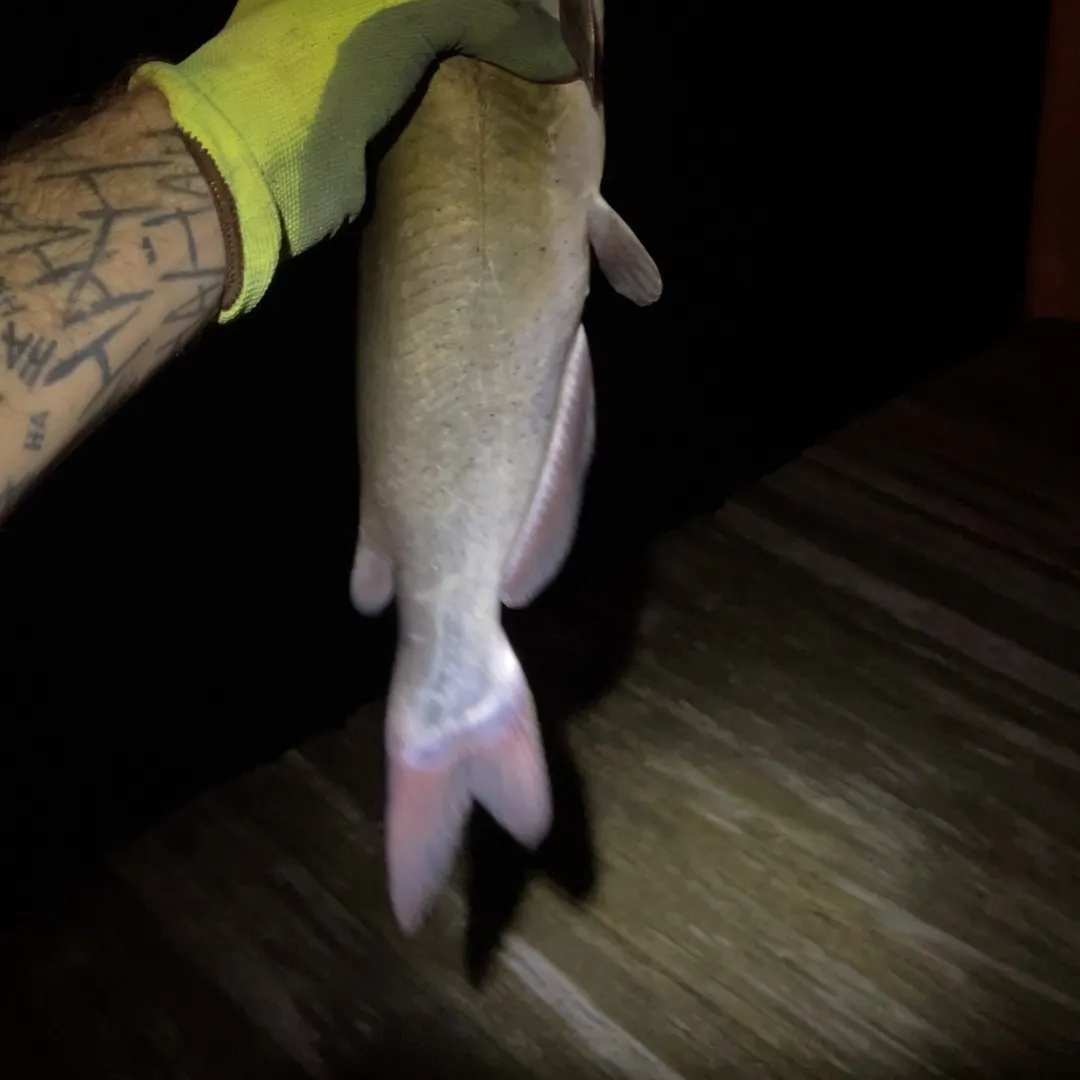 Channel catfish caught on Fishbrain