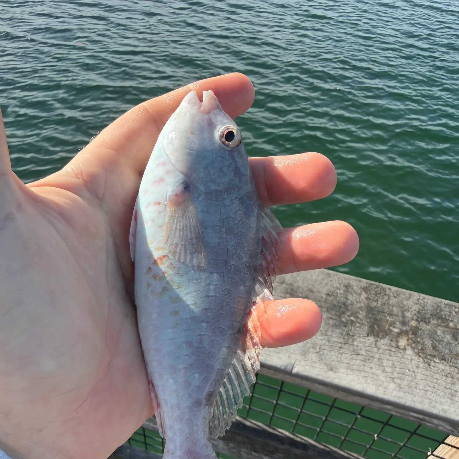 The most recent Redtail parrotfish catches on Fishbrain