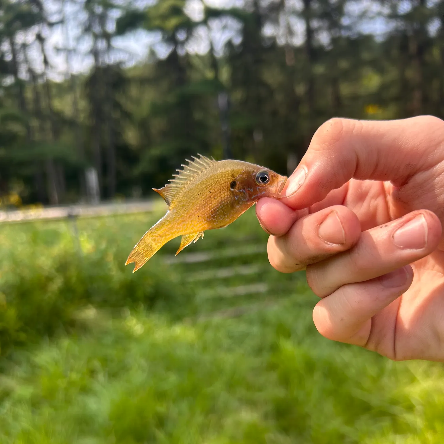 Green sunfish caught on Fishbrain