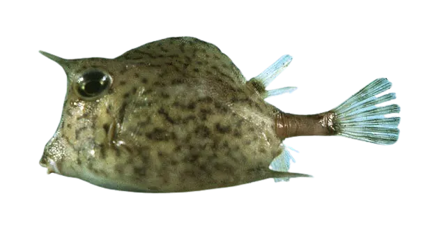 Scrawled cowfish