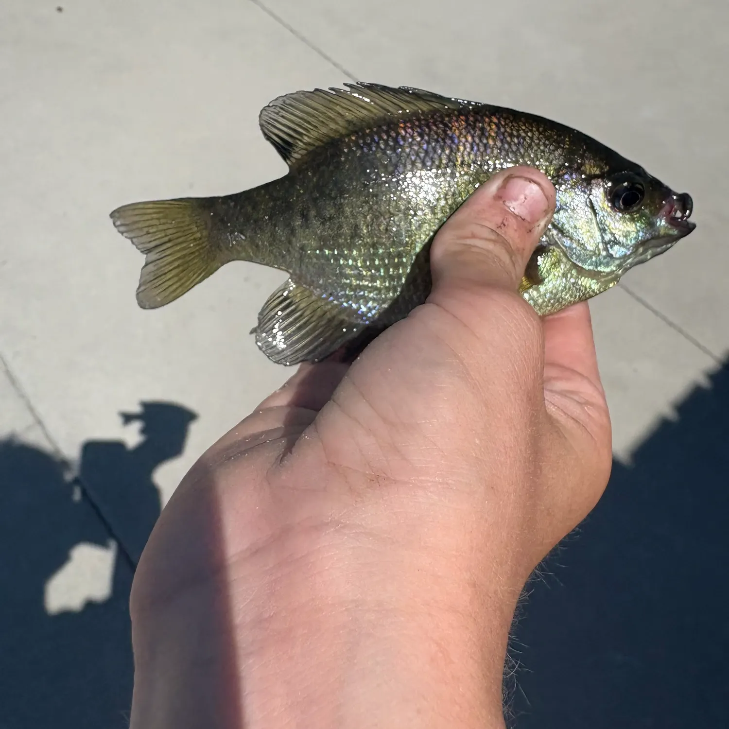 catch