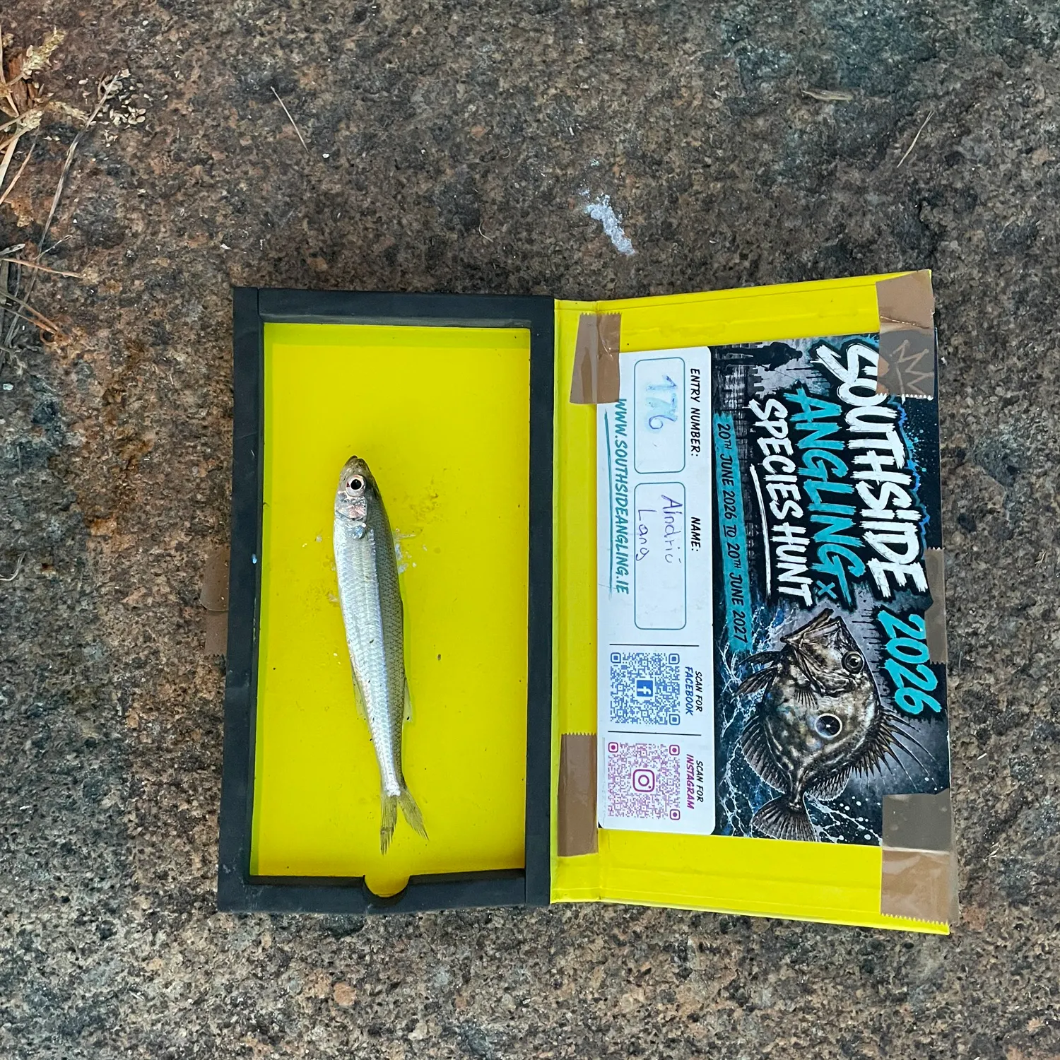 recently logged catches