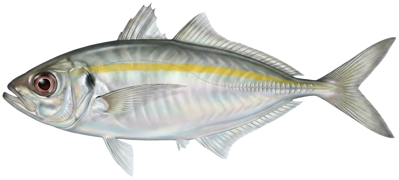 Yellowstripe scad