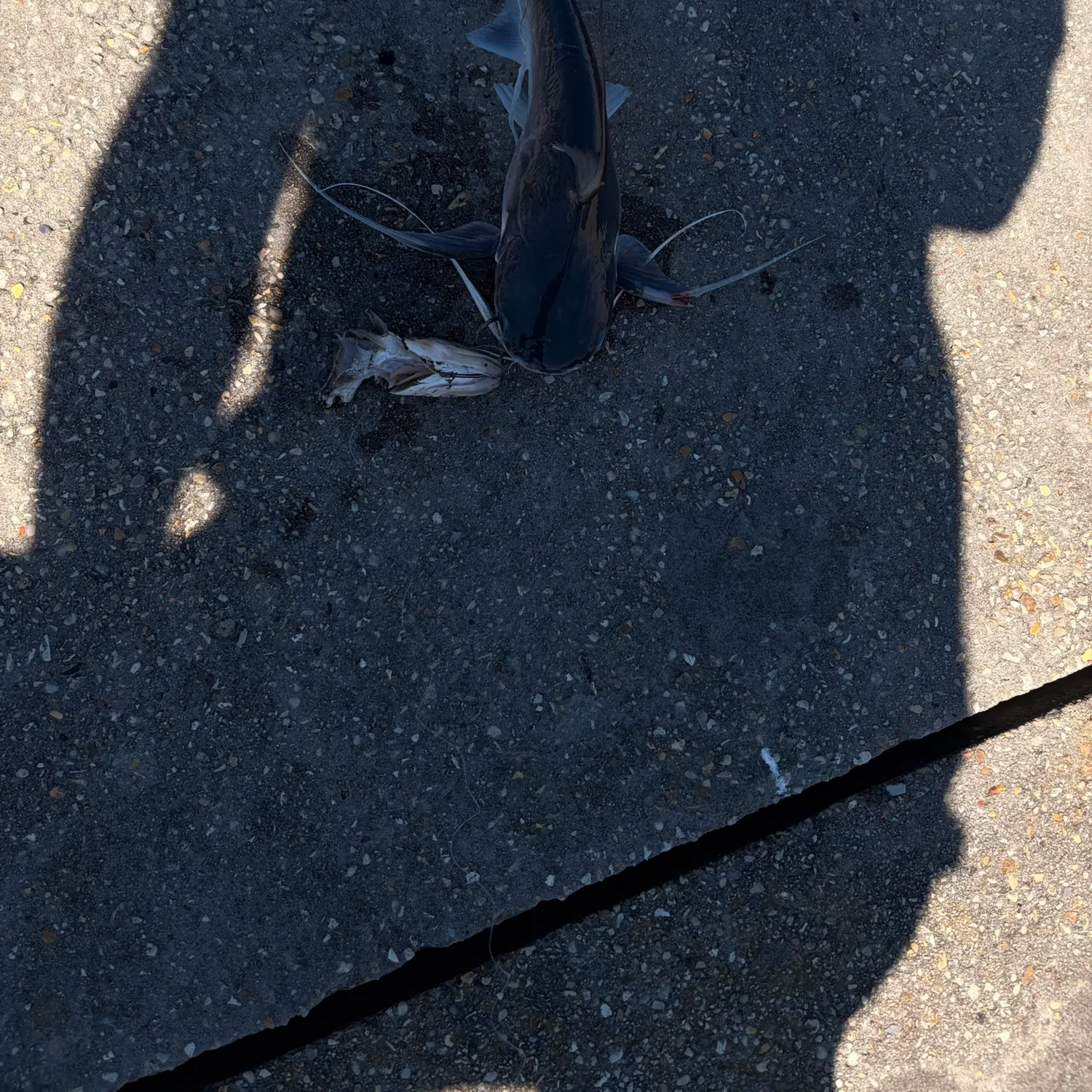 Gafftopsail sea catfish caught on Fishbrain