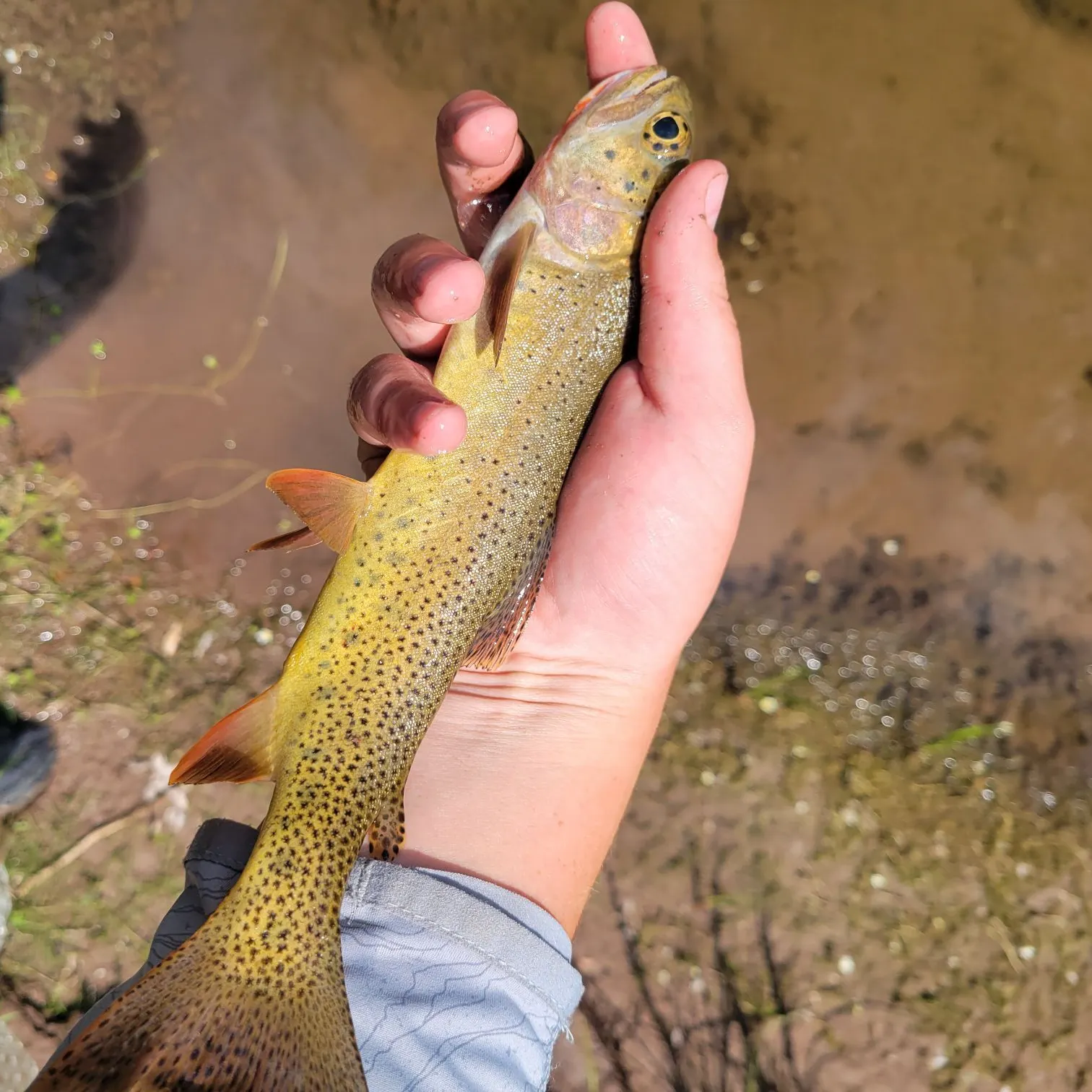 Snake River fine-spotted cutthroat trout caught on Fishbrain