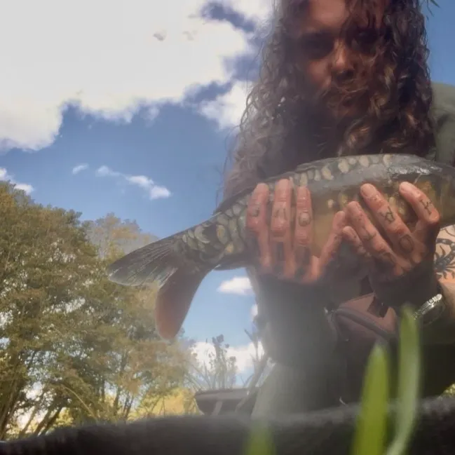 Mirror carp caught on Fishbrain