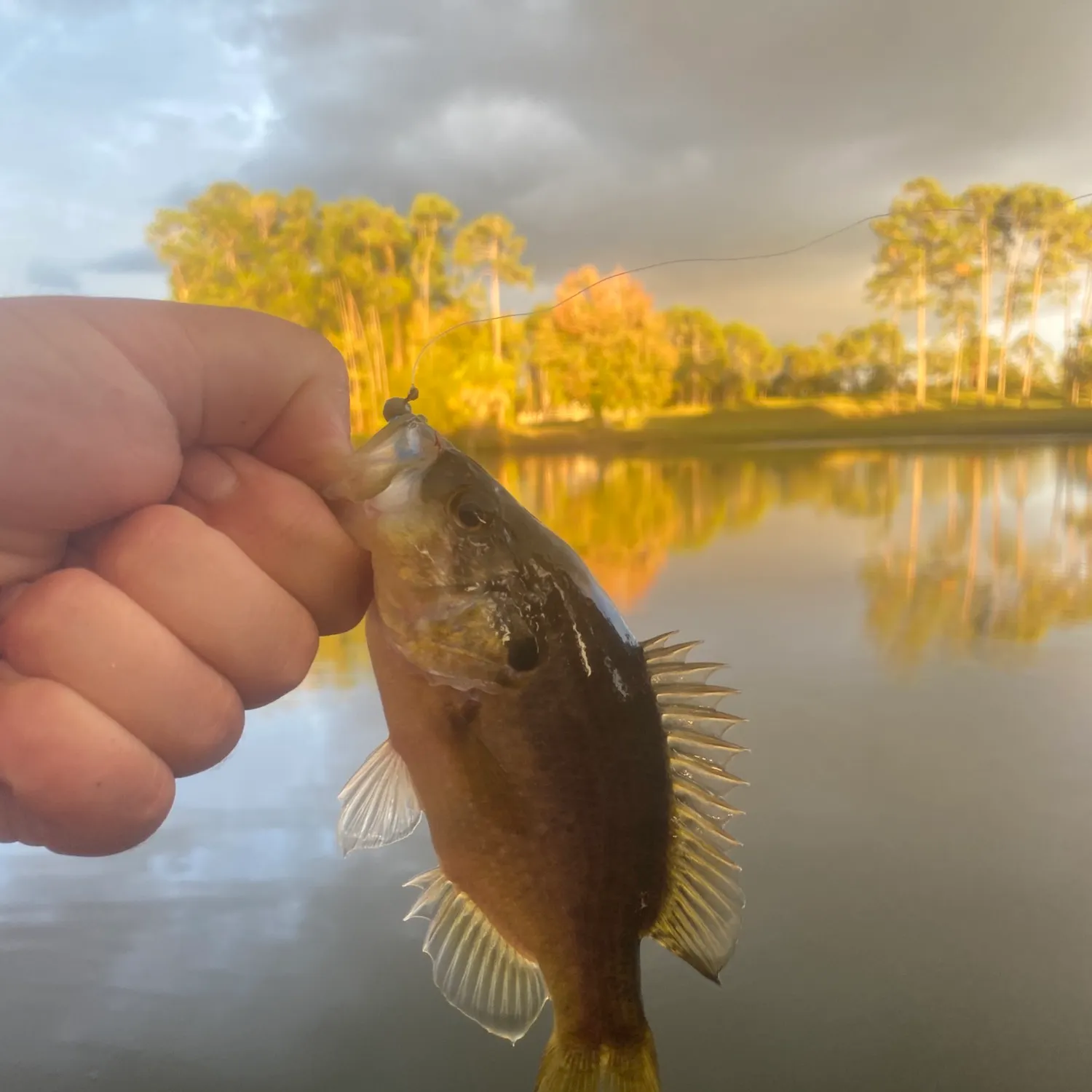 The most recent Warmouth catches on Fishbrain