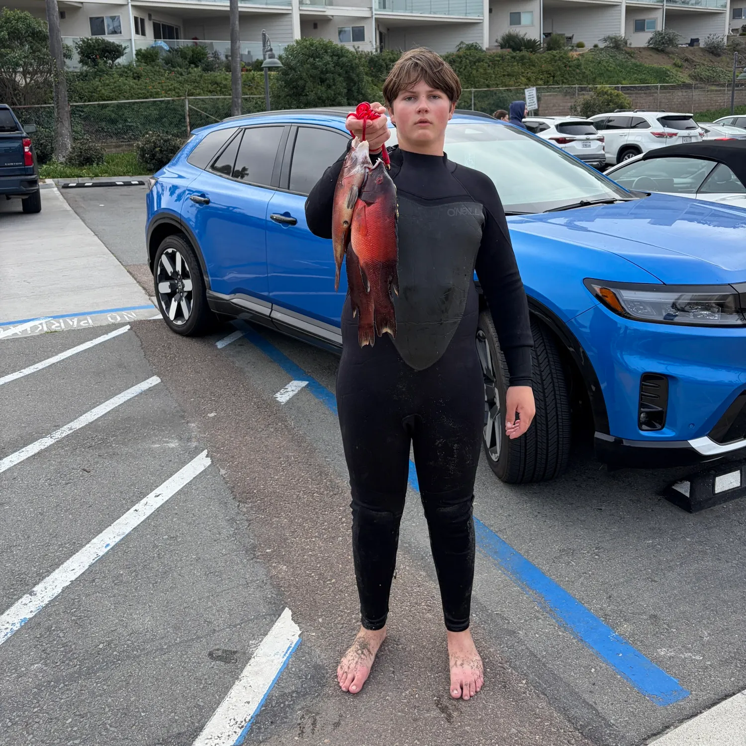 The most recent California sheephead catches on Fishbrain