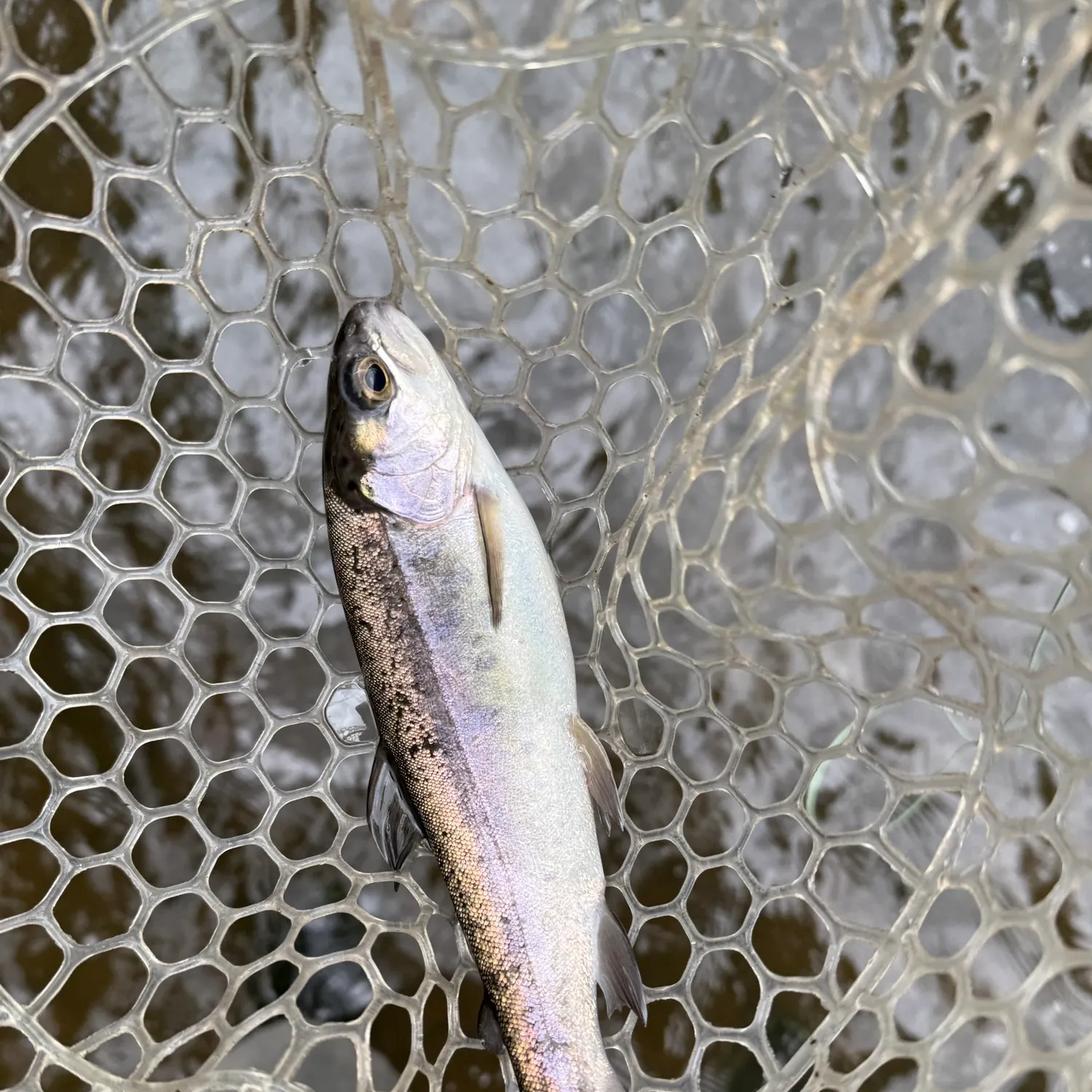Rainbow trout caught on Fishbrain