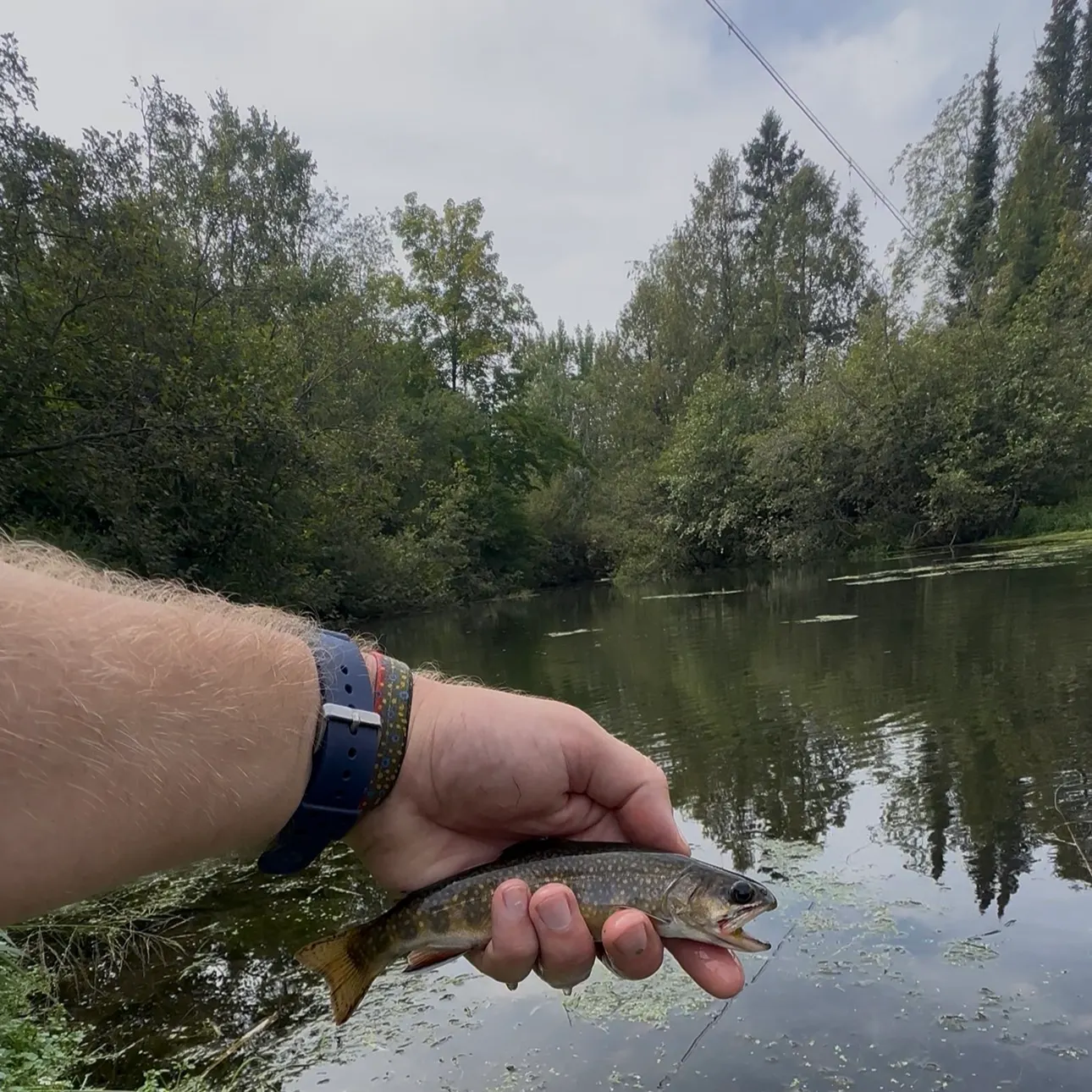 Brook trout caught on Fishbrain