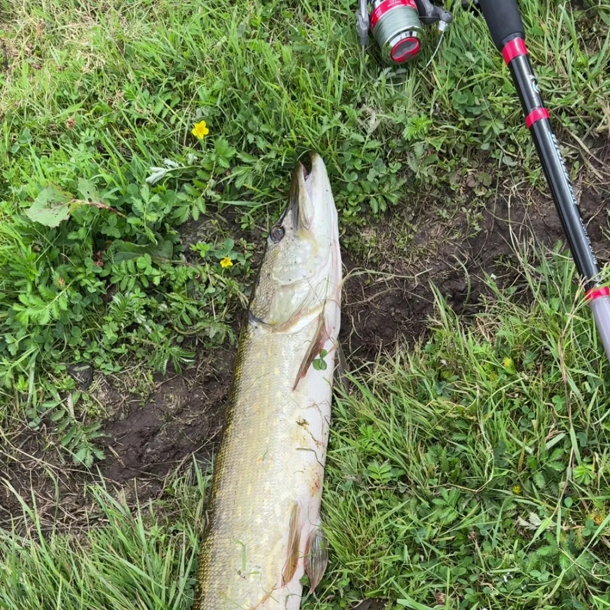 Northern pike caught on Fishbrain