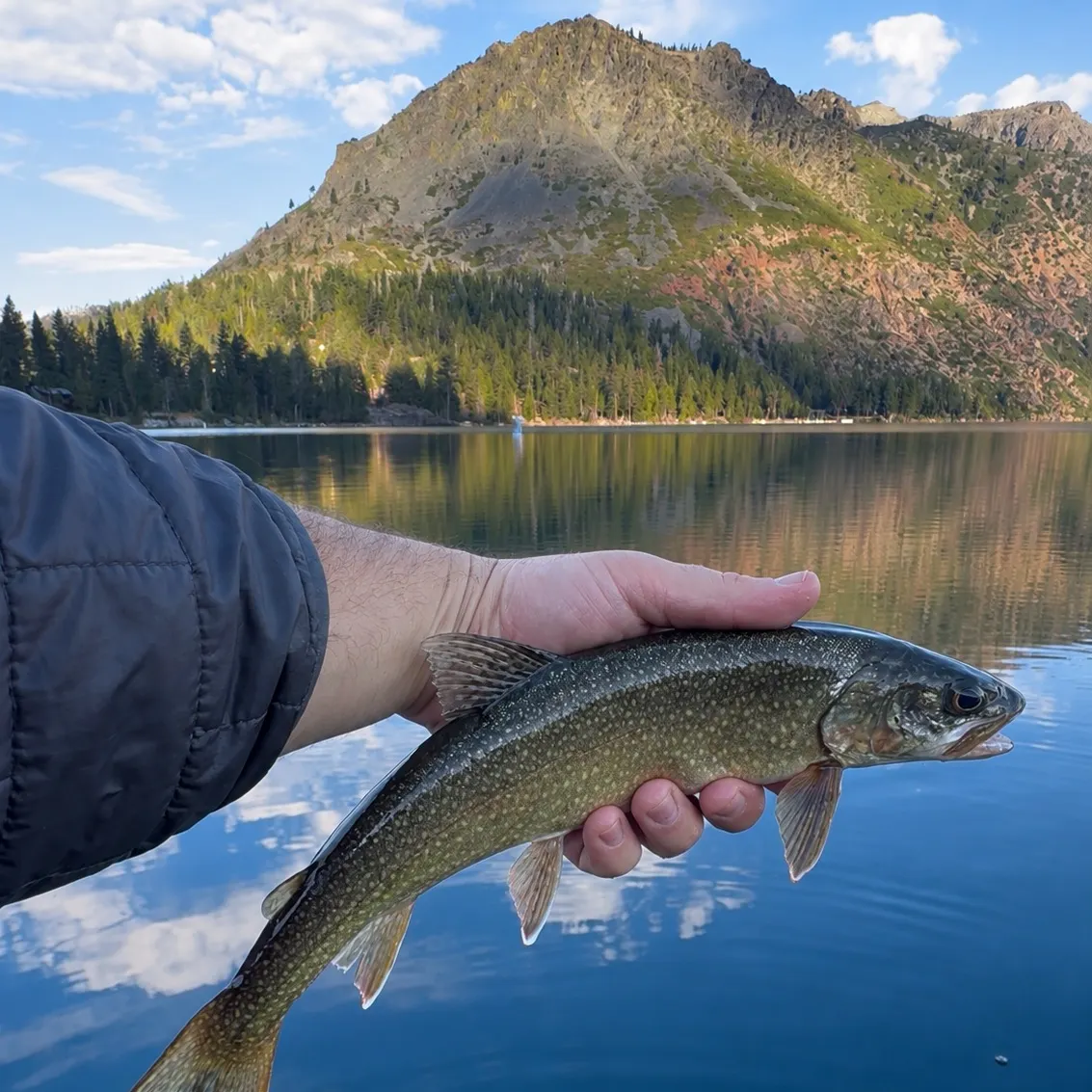 Lake char caught on Fishbrain