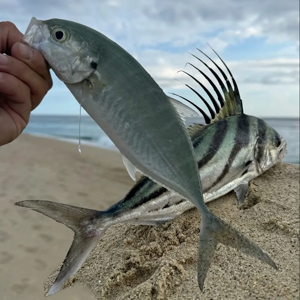 Blue runner caught on Fishbrain