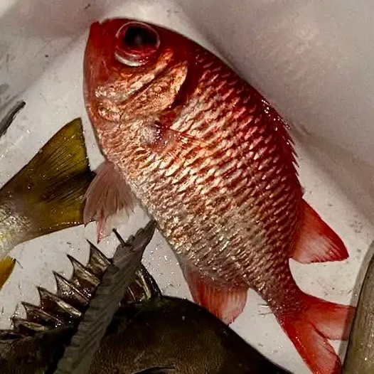 Australasian snapper caught on Fishbrain