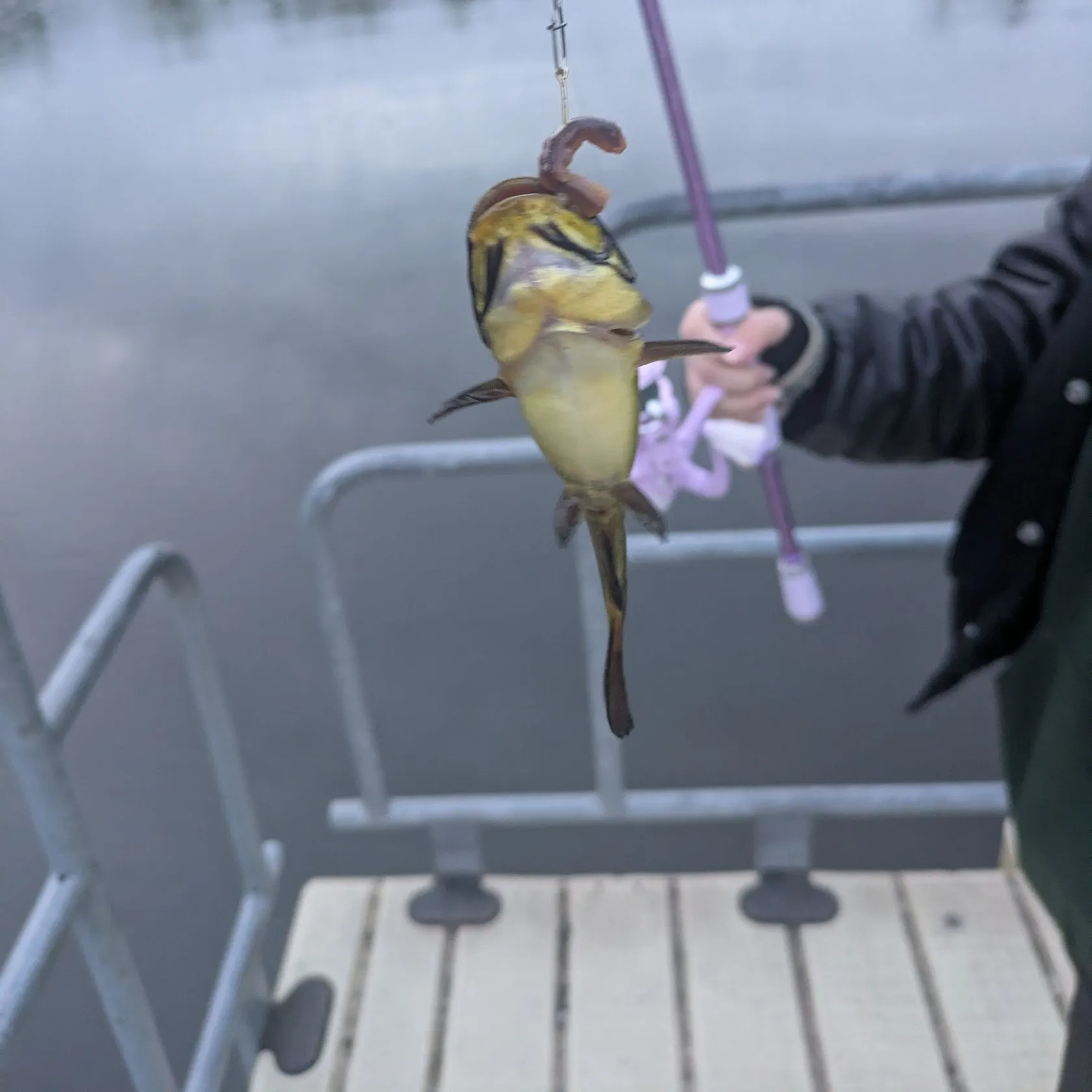 Black bullhead caught on Fishbrain