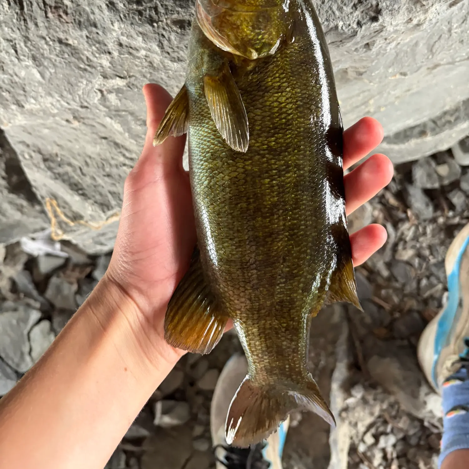 Smallmouth bass caught on Fishbrain