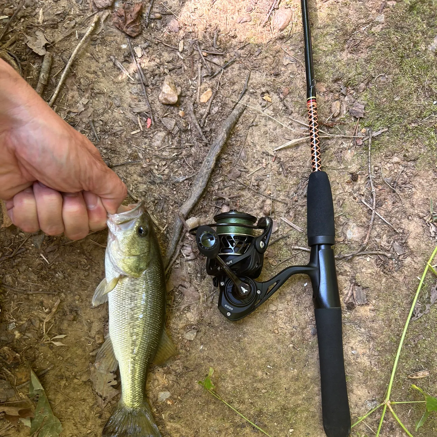 Largemouth bass caught on Fishbrain