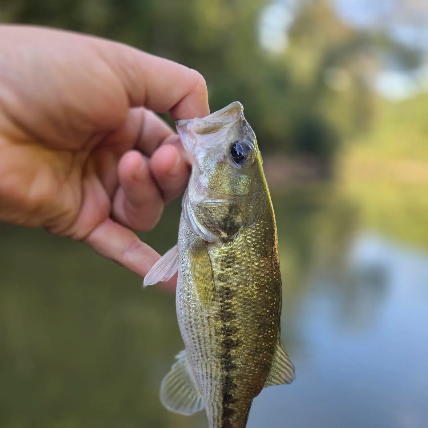 Spotted bass caught on Fishbrain