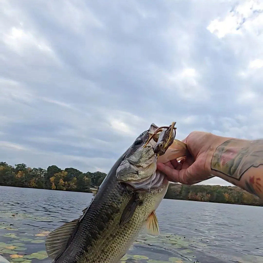 Largemouth bass caught on Fishbrain