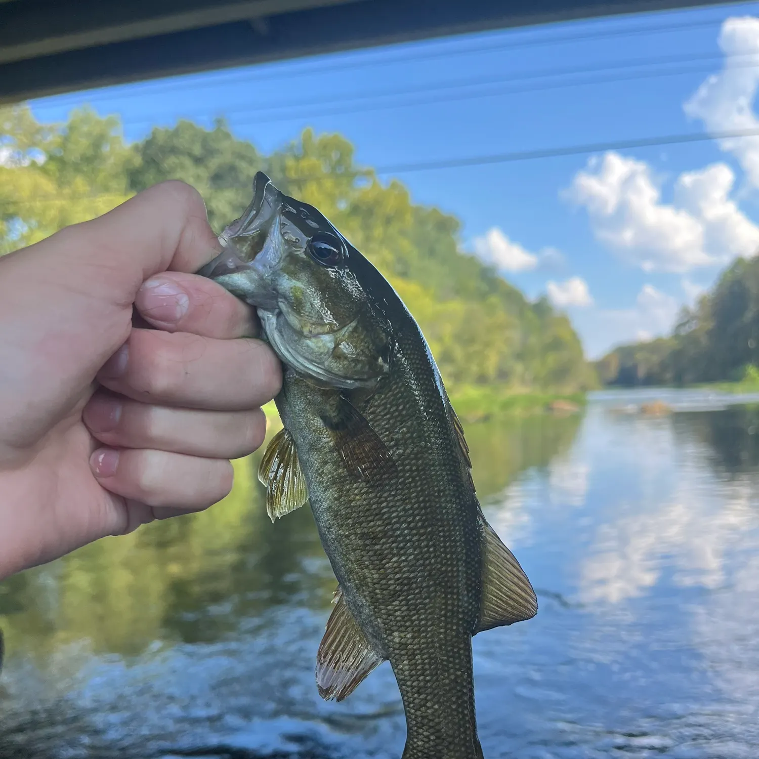 Smallmouth bass caught on Fishbrain