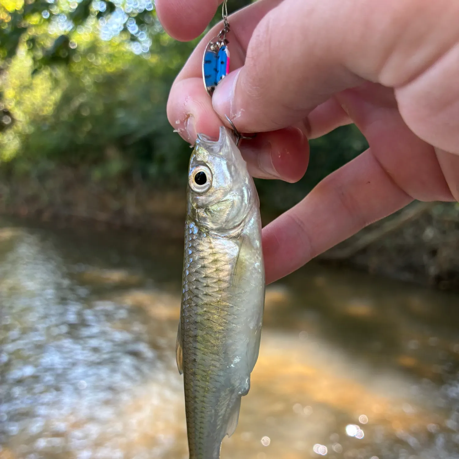 The most recent Silver shiner catches on Fishbrain
