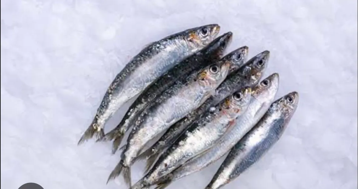Sardine