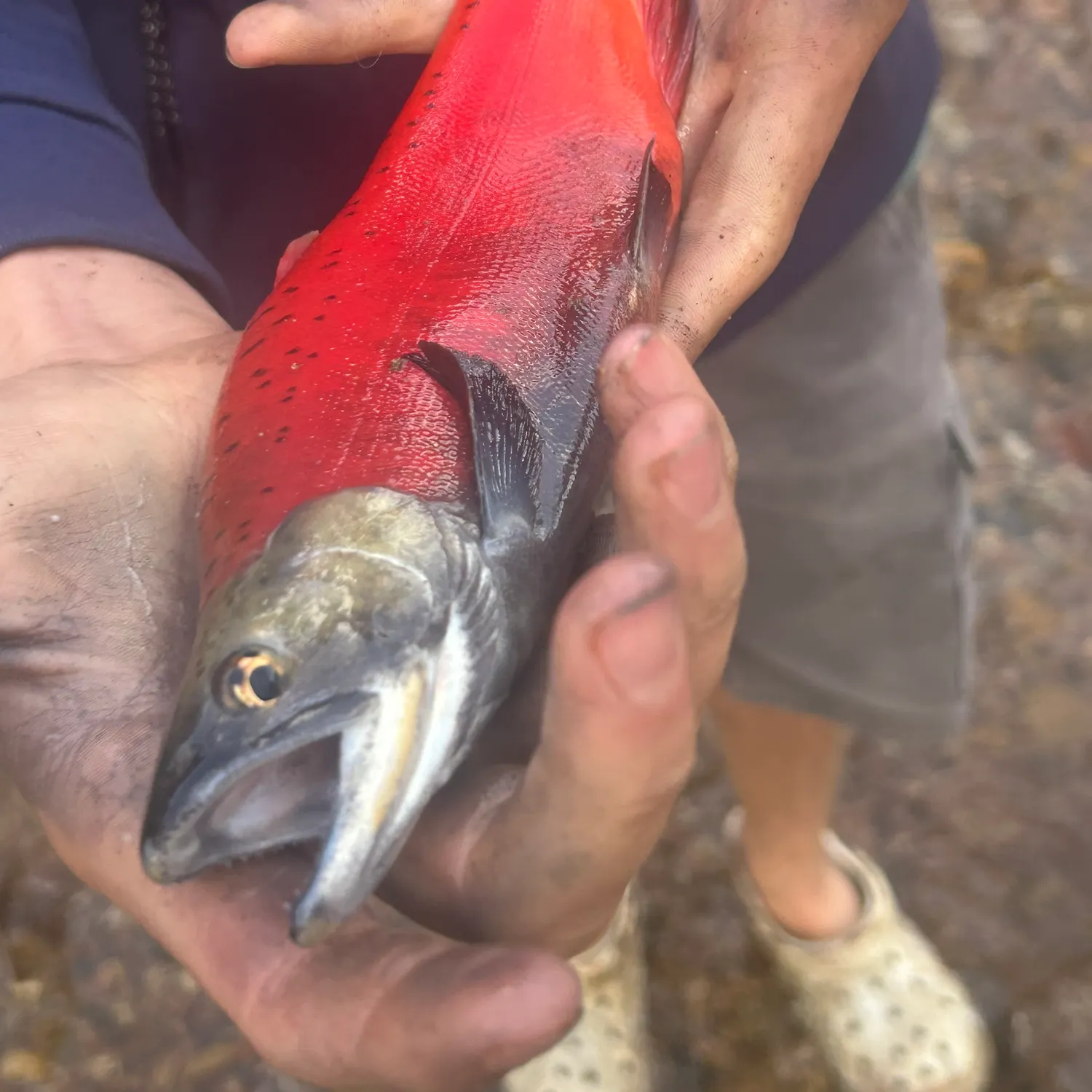 Kokanee salmon caught on Fishbrain