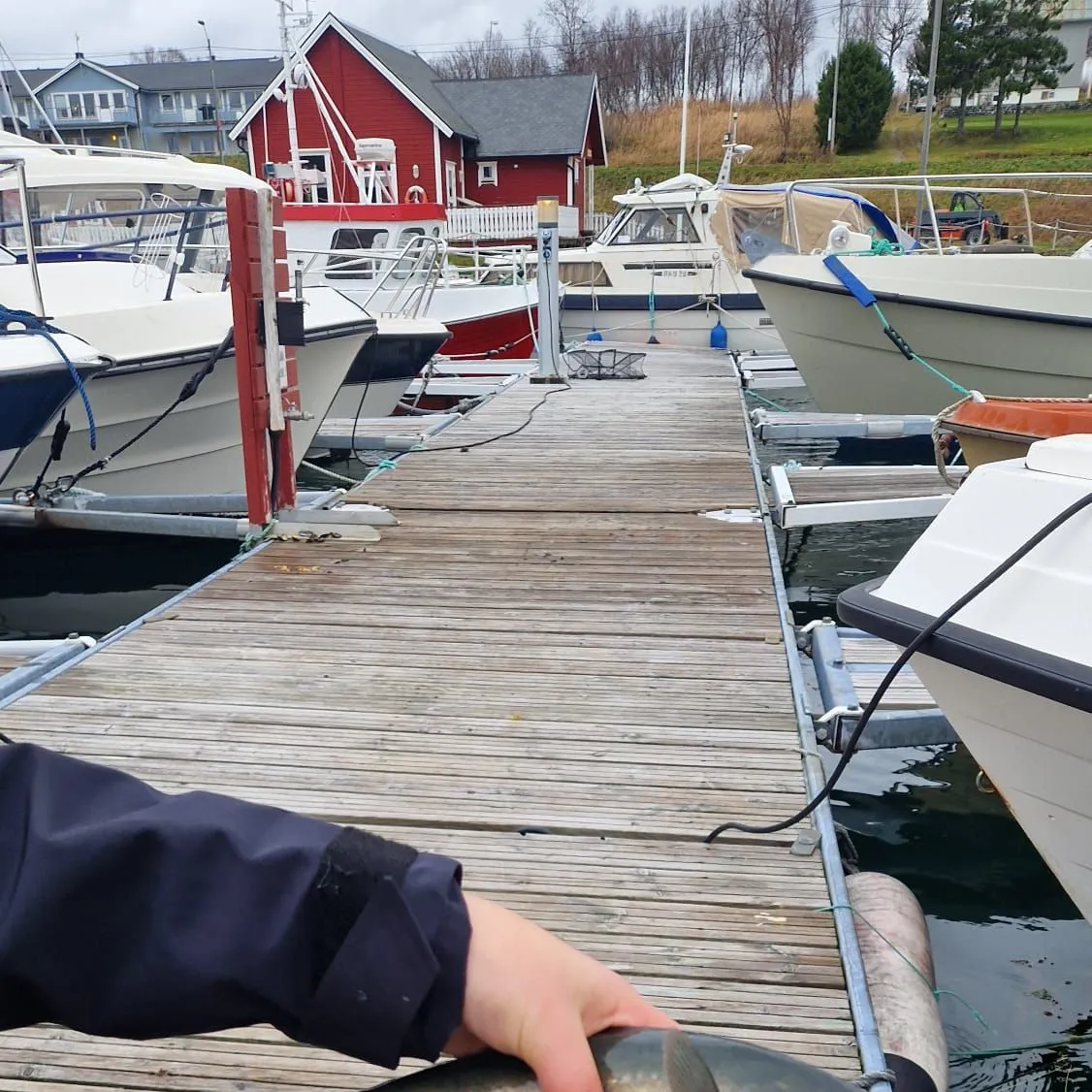 Pollack caught on Fishbrain