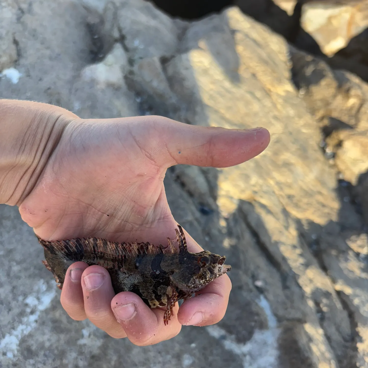 The most recent Spotted kelpfish catches on Fishbrain