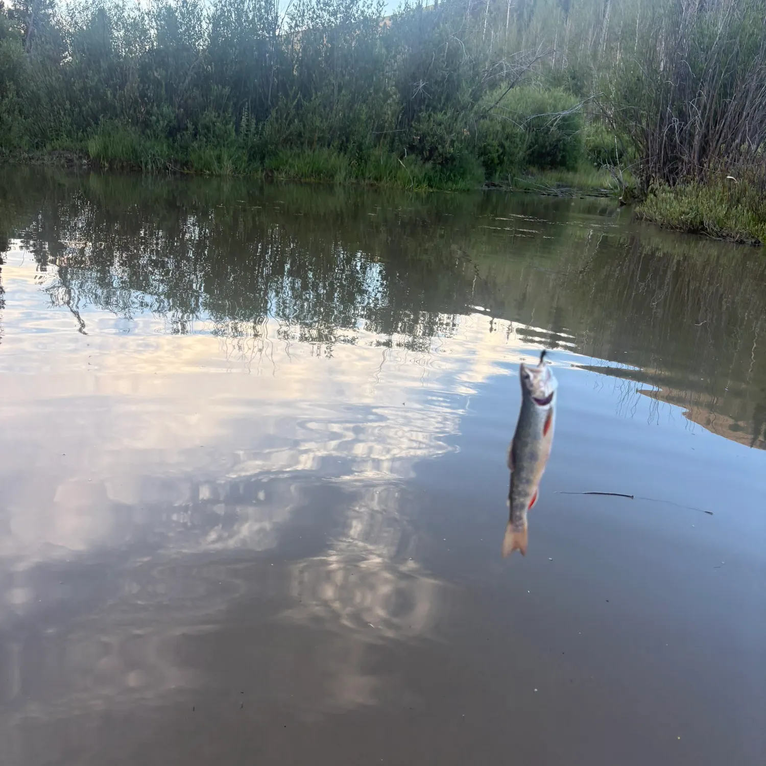Brook trout caught on Fishbrain