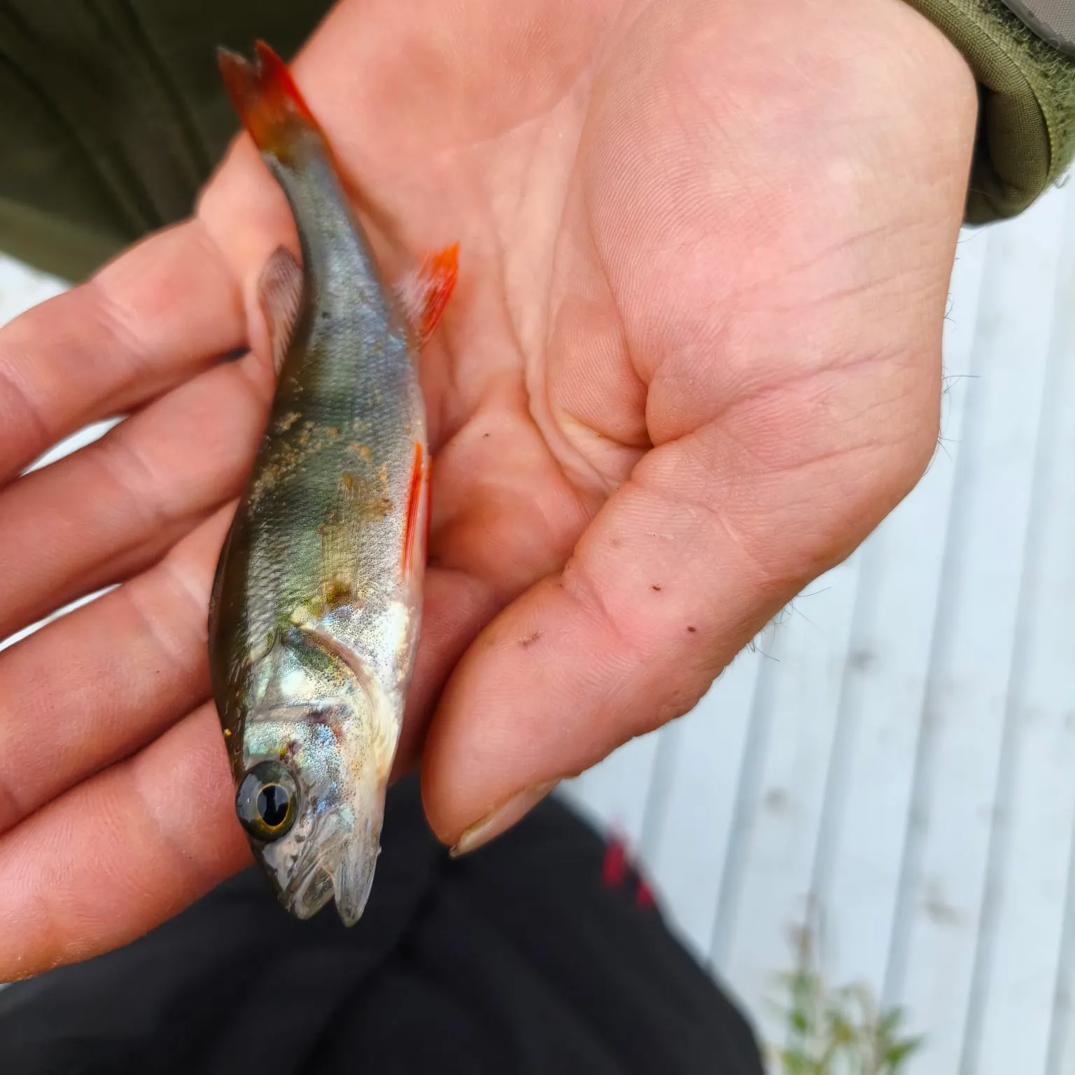 European perch caught on Fishbrain