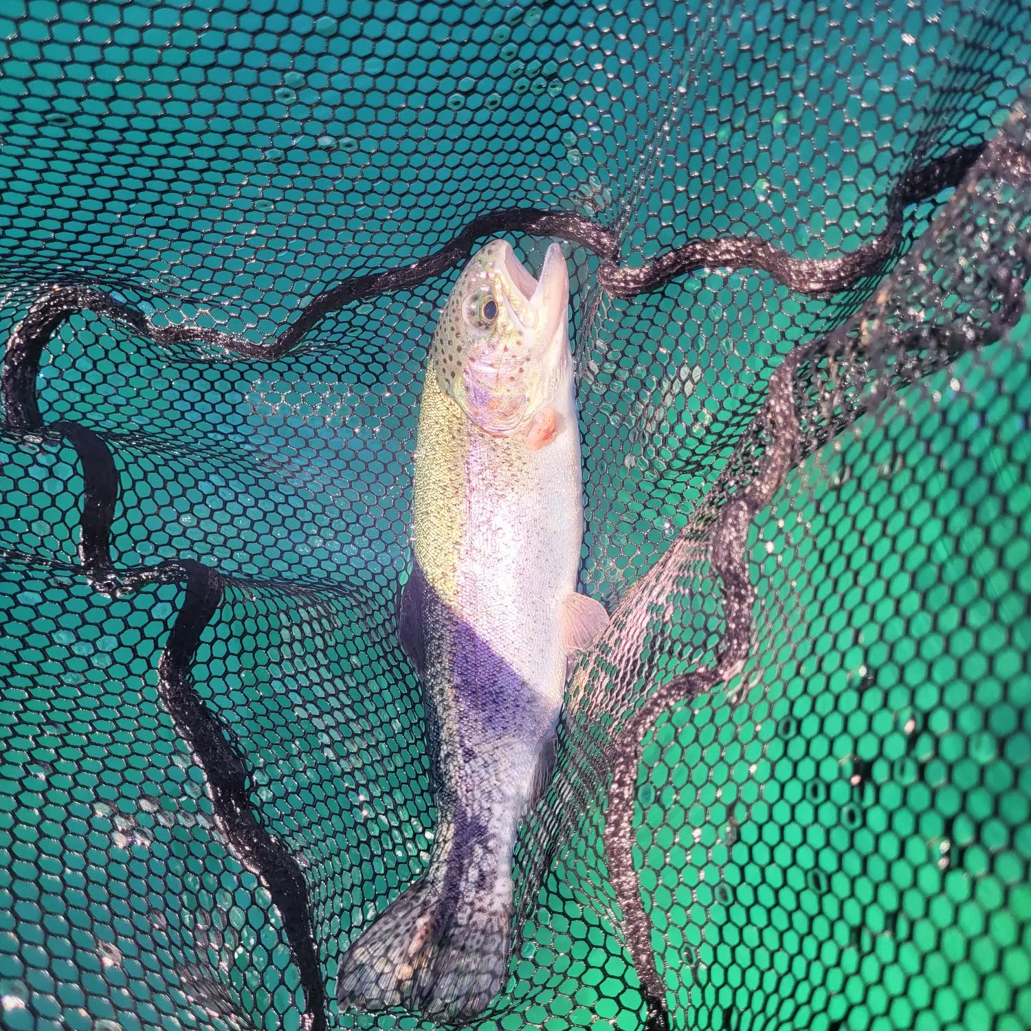 Rainbow trout caught on Fishbrain