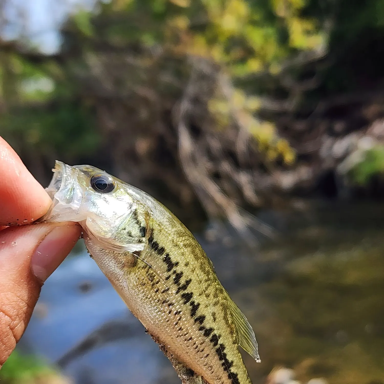 Spotted bass caught on Fishbrain
