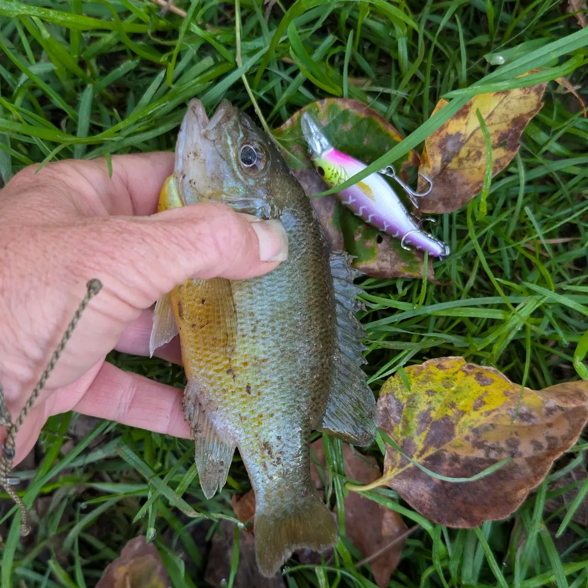 Redbreast sunfish caught on Fishbrain