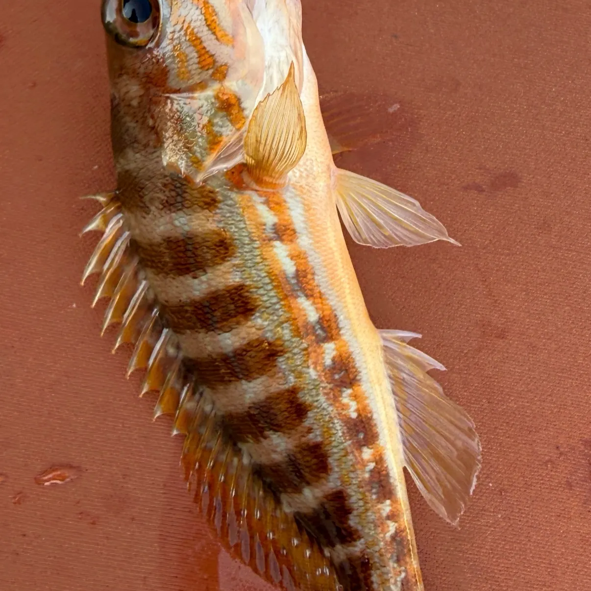 The most recent Comber catches on Fishbrain