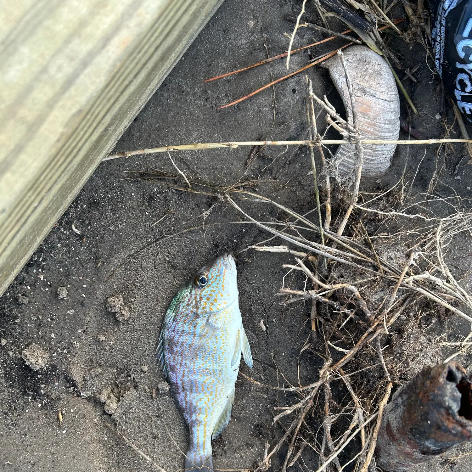 Pinfish caught on Fishbrain
