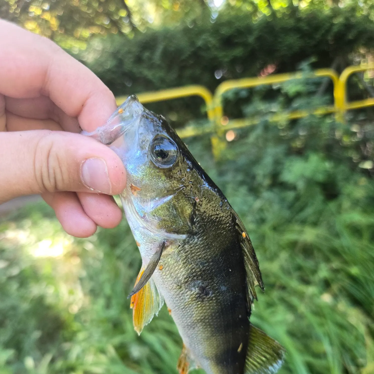 European perch caught on Fishbrain