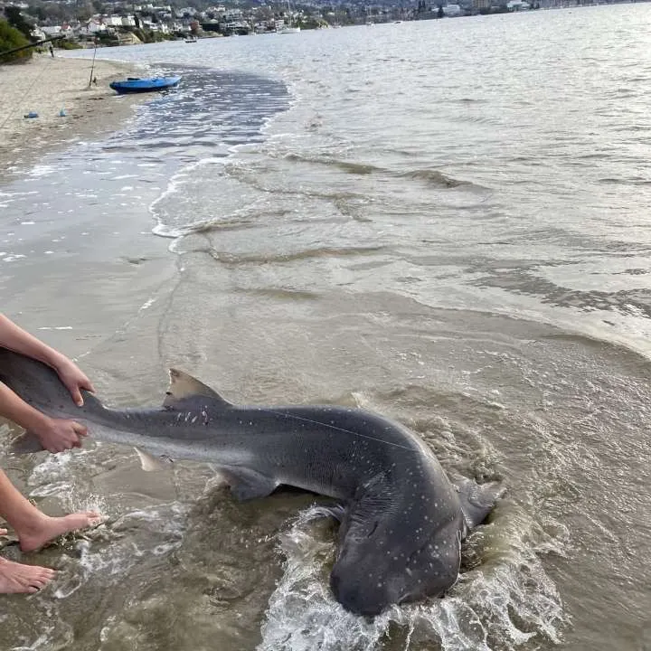 The most recent Broadnose sevengill shark catches on Fishbrain