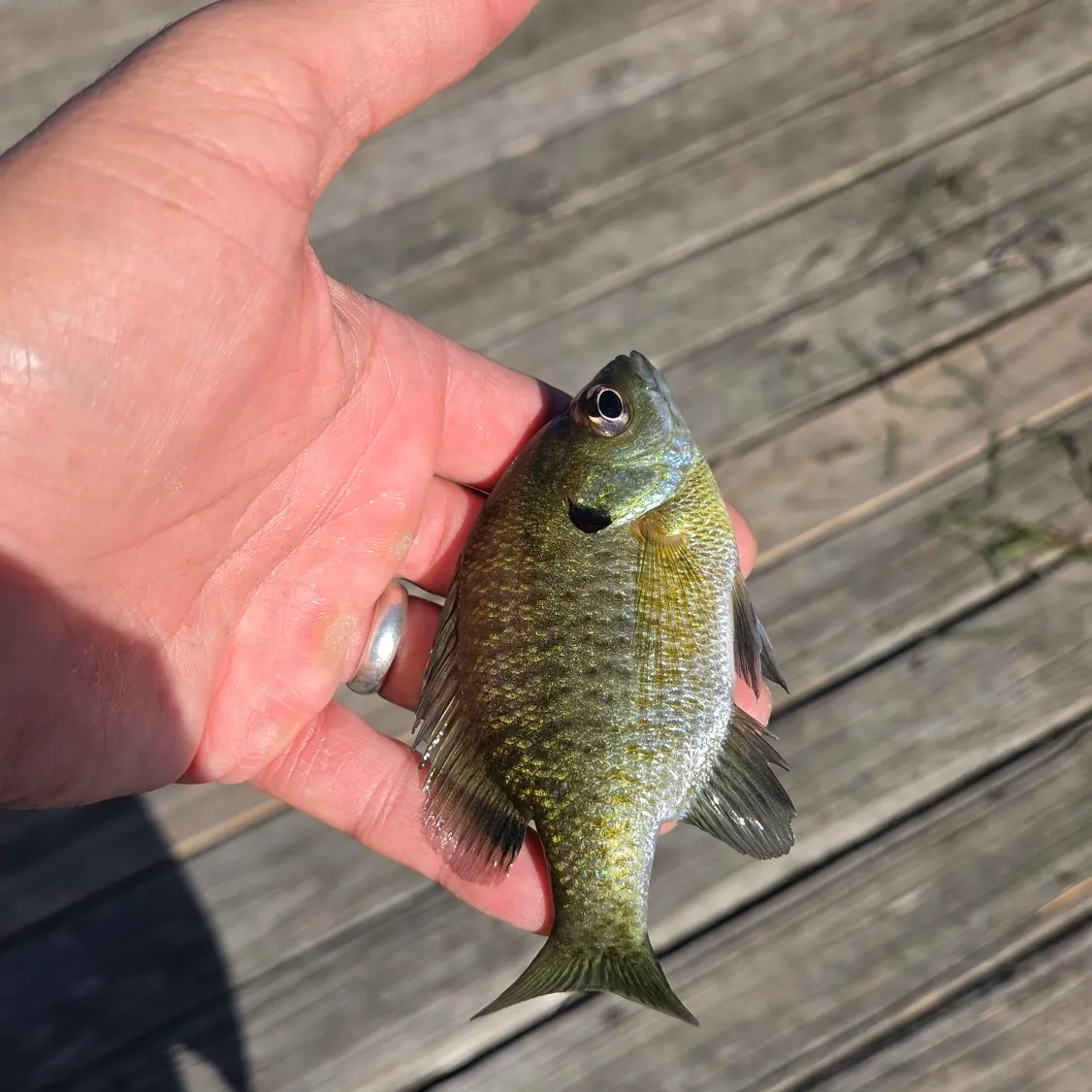 Bluegill caught on Fishbrain