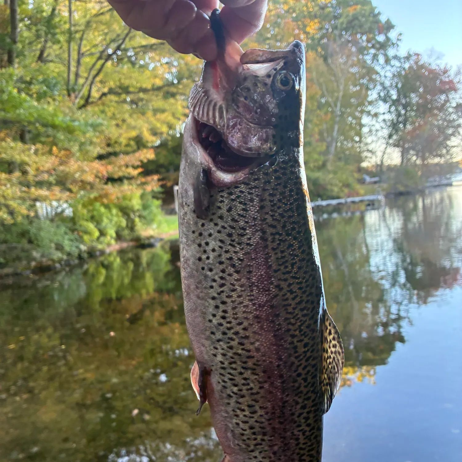 Rainbow trout caught on Fishbrain