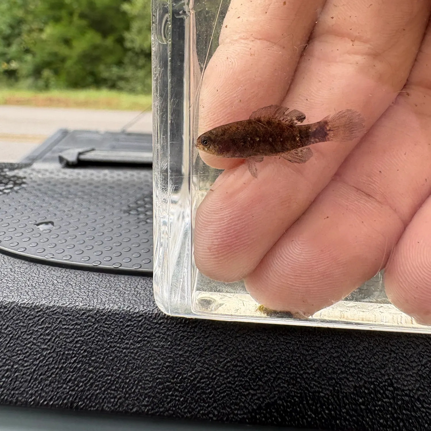 The most recent Everglades pygmy sunfish catches on Fishbrain